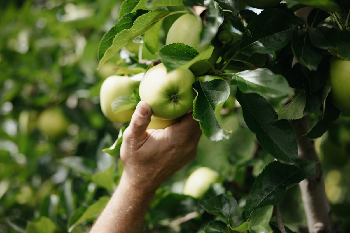 Urlaub auf dem Bauernhof - Viums in Südtirol Bild: Unser Bauernhof