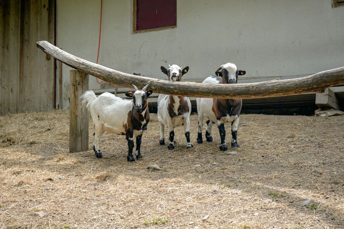 Immagine: Agriturismo Plattnerhof
