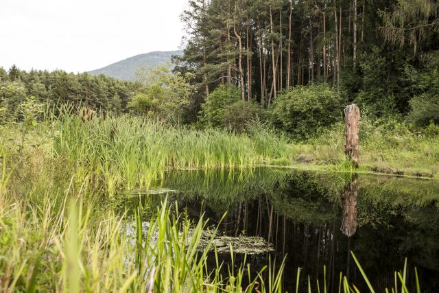 Immagine: Vacanze estive al Plattnerhof