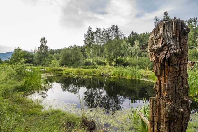 Immagine: Vacanze estive al Plattnerhof