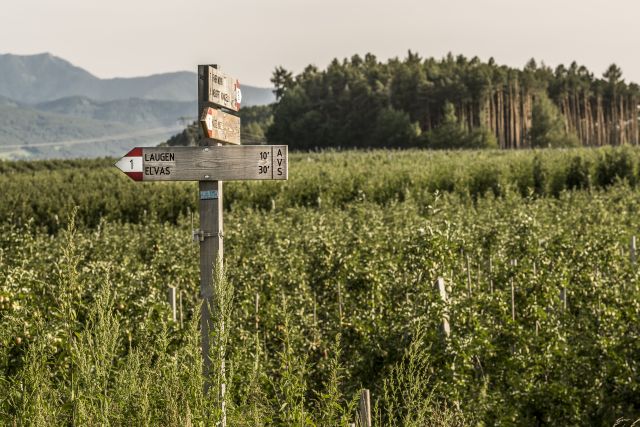 Immagine: Vacanze estive al Plattnerhof
