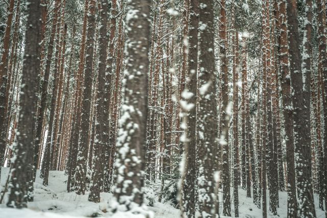 Immagine: Vacanze invernali - Val d’Isarco