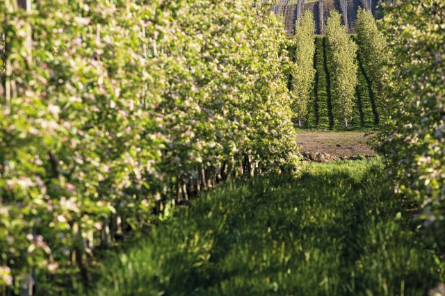 Immagine: Vacanze in primavera al Plattnerhof