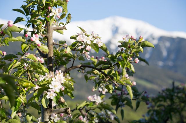 Immagine: Vacanze in primavera al Plattnerhof