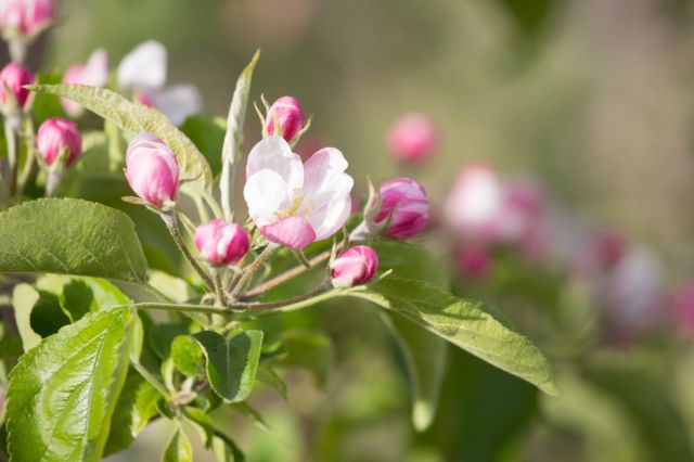 Immagine: Vacanze in primavera al Plattnerhof