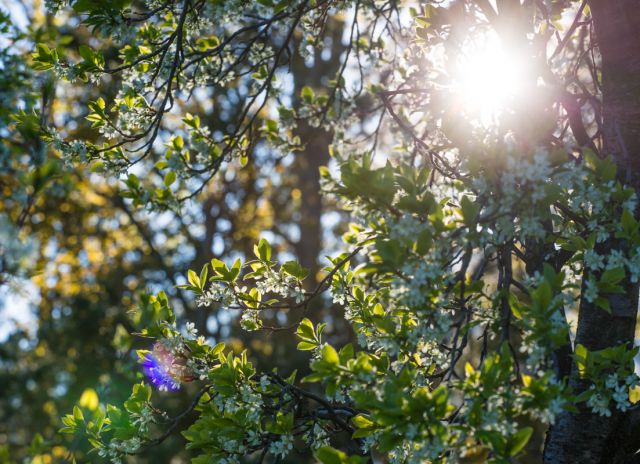 Immagine: Vacanze in primavera al Plattnerhof