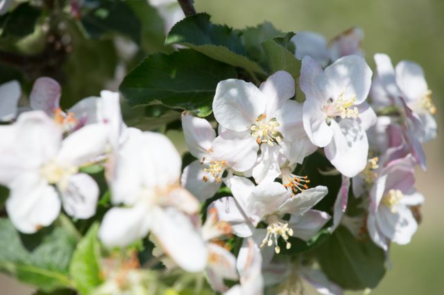 Immagine: Vacanze in primavera al Plattnerhof